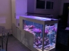 Transformez vos espaces avec des aquariums sur mesure : une touche de sérénité pour les maisons de retraite et les entreprises 