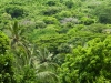 Les agriculteurs de Mayotte lance un appel d'urgence afin de replanter leurs filières de culture 