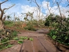 Les agriculteurs de Mayotte lance un appel d'urgence afin de replanter leurs filières de culture 