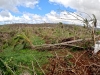 Les agriculteurs de Mayotte lance un appel d'urgence afin de replanter leurs filières de culture 