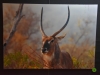 Club Photo de Varennes-le-Grand : Une exposition sur la nature sauvage à ne pas manquer ! 