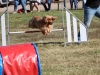 2 jours de concours d’agility organisés par le club canin EACF de Fontaines.