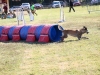 2 jours de concours d’agility organisés par le club canin EACF de Fontaines.