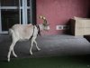 Saint Rémy : Les enfants de l'Escale ont fait la découverte des animaux.