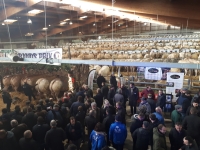 Le Festival du Boeuf de Charolles fête ses 30 ans 