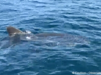 Un grand requin blanc observé dans les eaux du Var 