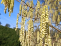 Les premiers pollens s'activent en Saône et Loire 