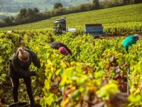 Vendanges - Le manque de main-d'œuvre met la viticulture bourguignonne sous pression