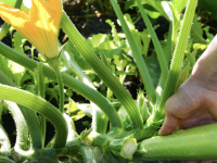 Deux ou trois choses à savoir avant de récolter vos courgettes ! 