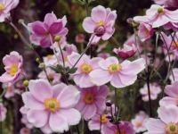 A planter en août pour avoir un jardin fleuri à la rentrée de septembre 