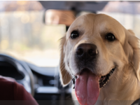 Comment soulager votre chien malade en voiture ? 