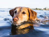 La baignade dans l'eau salée, plutôt déconseillée pour vos chiens  