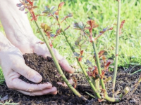 « Ce que vous devez absolument commencer au jardin en octobre pour un printemps réussi ! »