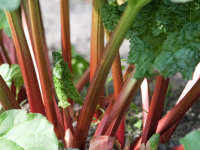 JARDIN - C'est le moment de diviser vos pieds de rhubarbe pour un regain de vigueur au printemps 