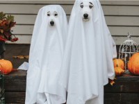 HALLOWEEN - Ces trucs qui donnent la trouille 