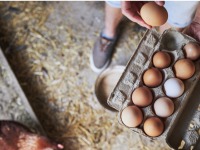 Puis-je vendre les oeufs de mes poules ? 