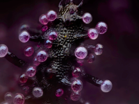 Découvrez les photos gagnantes du concours photo Nikon Small World 2024