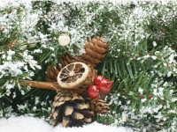 Au jardin en décembre : que planter, semer et faire en décembre ?