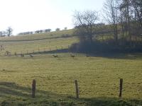 Incroyable harde de biches et cerfs ce 1er janvier avec plus de 300 bêtes 