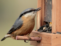 Comment venir en aide aux oiseaux en hiver et quelle nourriture apporter ?