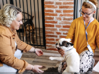 Chiots, chatons ... comment les adopter dans les règles ?