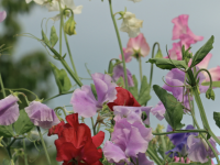 JARDIN - Les pois de senteur sont à préparer dès maintenant pour une floraison estivale 