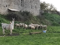 Et si face au loup, la solution était le lama ?