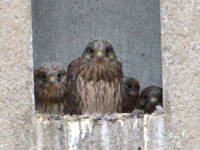 Une famille de faucons a élu domicile Place de Beaune à Chalon 