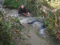 Un silure de 2,33m extrait du Giroux à Mercurey 