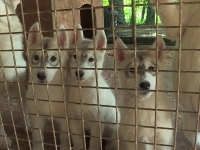 Plus d’une centaine de huskies sauvés d’un élevage clandestin insalubre à Montcorbon annonce l'association Stéphane Lamart