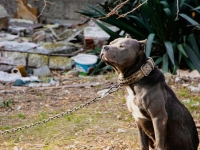 Dans l'Yonne, un couple mutile volontairement leur chien avant de le décapiter