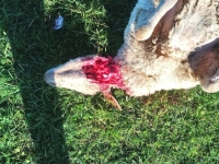 Une 3e attaque de loup dans une exploitation ovine du sud-ouest de la Saône et Loire 