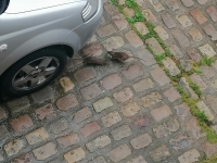 L'exaspération d'habitants de la Place du Théâtre à Chalon sur Saône à cause de la prolifération... des rats 