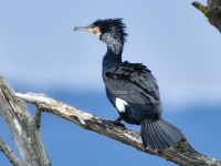 Un Grand Cormoran photographié en Saône et Loire, après avoir parcouru plus de 1060 kilomètres