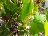 A Diconne, c'est la vigne qui est en fleurs ce 6 septembre ! 