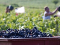 VENDANGES : Retour à des dates classiques en Bourgogne