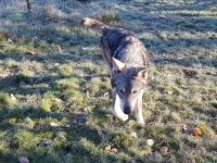 Un Chien-loup de Saarloos se promène... ne paniquez pas ! 