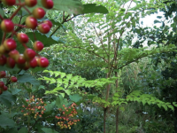 Baies, feuilles, graines... Bienvenue dans la « Forêt gourmande » de Fabrice Desjours à Diconne en Saône et Loire 