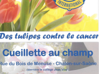 Des Tulipes contre le cancer revient tout le mois d'avril à Chalon sur Saône 