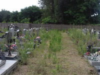 Un verdissement du cimetière de Saint-Rémy pas très apprécié 