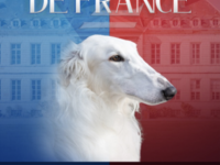 Plus de 10 000 chiens en lice pour le prestigieux Championnat de France du Chien de race