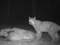 Un lynx pris en photo en Saône et Loire après avoir attaqué des brebis