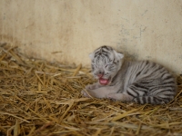 En 2001, Touroparc.Zoo accueillait ses premiers tigres blancs. 20 ans plus tard, un nouveau-né vient compléter la grande lignée Touroparc.Zoo.