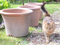 Sampigny les Maranges vous accueille autour des pots, des fleurs et des paniers de jardins ! 