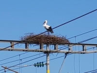 SNCF Réseau s'associe à la Ligue pour la Protection des Oiseaux