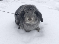 Même nos amis les animaux mis à l'honneur aux couleurs de la neige 