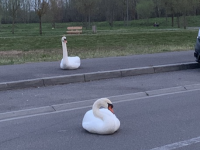 La photo insolite du jour adressée par les lecteurs d'info-chalon.com