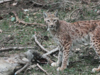 Superbe travail photographique autour d'un lynx Jurassien 