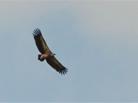 Des vautours dans le ciel de Saône-et-Loire ! 