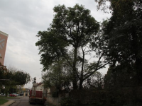 Parc Neyrat à Chalon sur Saône - Le Collectif Chalonnais pour un Urbanisme responsable dénonce "un désastre écologique", "sans politique de l'arbre de la part de la ville de Chalon et du Grand Chalon" 